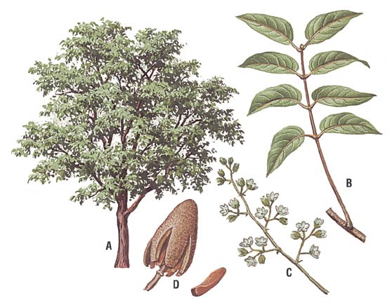 Caoba