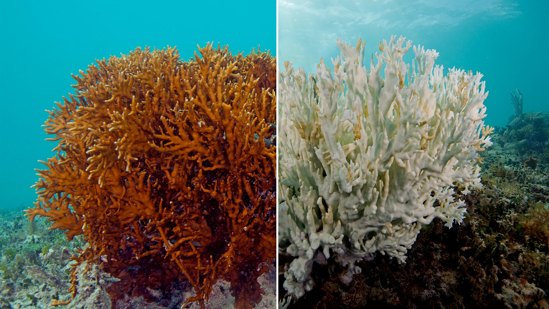 Coral sano en contraste con un coral blanqueado